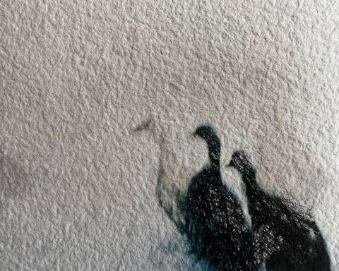 Geese on watercolor paper, Nurra Yazıcı