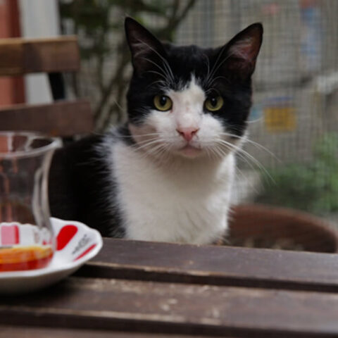 KEDİ filmi. Fotoğraf: Charlie Wuppermann/Alp Korfalı