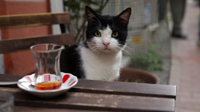 KEDİ filmi. Fotoğraf: Charlie Wuppermann/Alp Korfalı