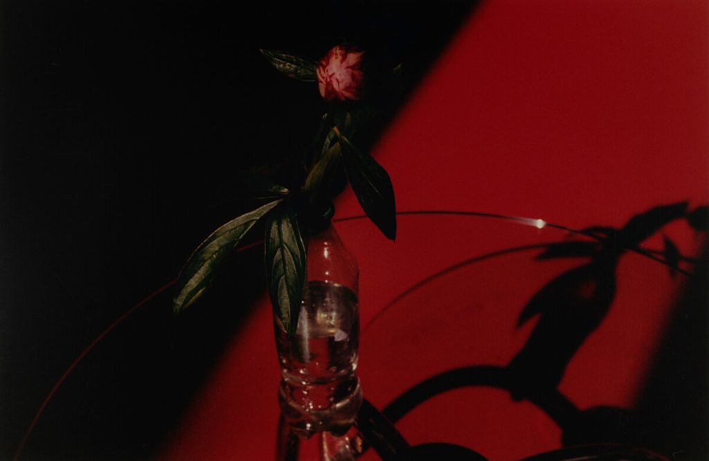 Samuel Laurence Cunnane, Peony (Red Floor), 2024. Arşivsel fotoğraf kağıdı üzerine C-type el baskısı, 19.4 x 29.5 cm