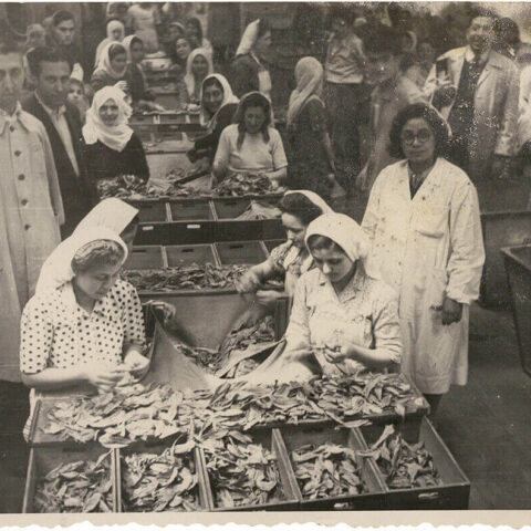 Samsun Tütün Fabrikası Salt Araştırma, Fotoğraf ve Kartpostal Arşivi