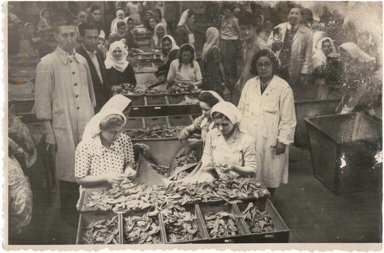 Samsun Tütün Fabrikası Salt Araştırma, Fotoğraf ve Kartpostal Arşivi